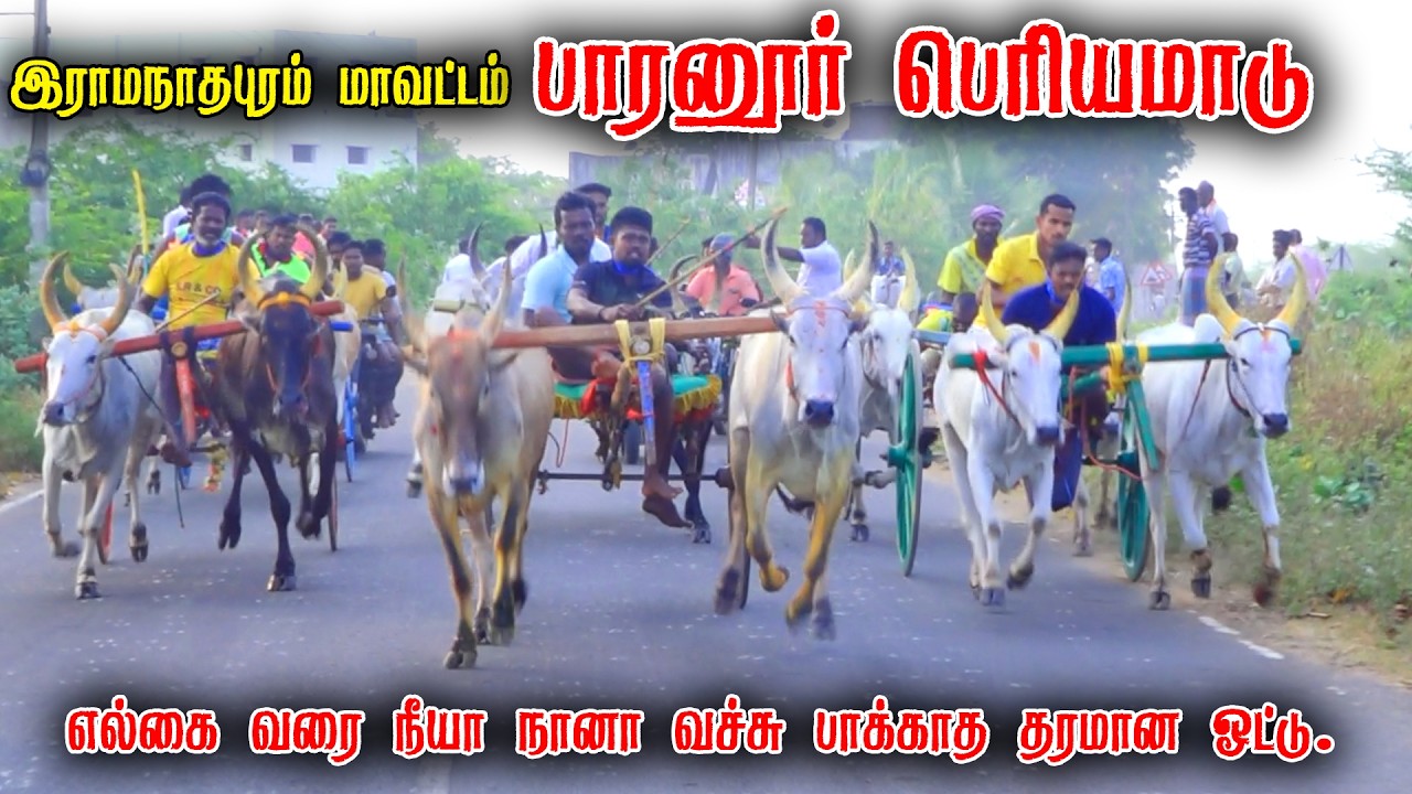 பாரனூர் பெரியமாடு பந்தயம் 27-02-2026|Periyamadu  Race