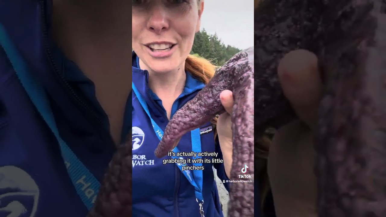 Ochre star, Pisaster ochraceous, pedicellaria demonstration using human hair.