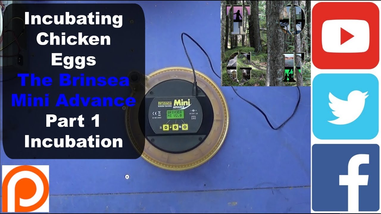 Incubating Chicken Eggs | The Brinsea Mini Advance | Part 1 Incubation