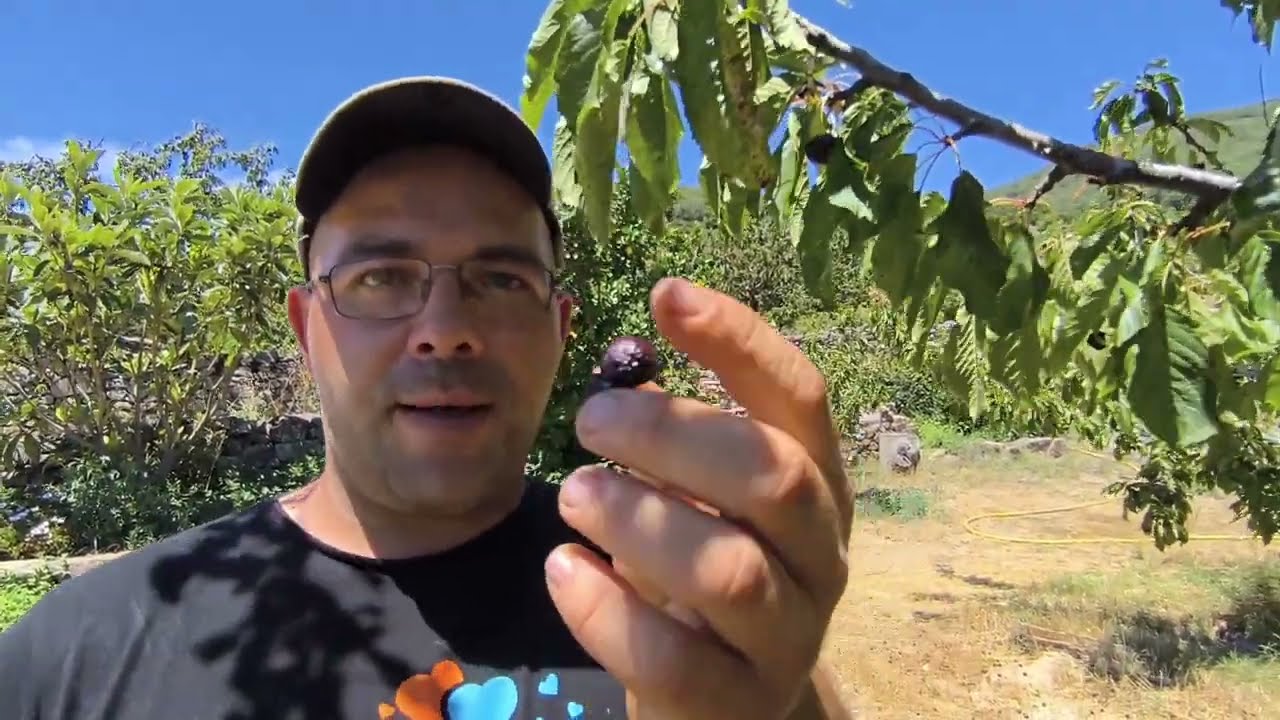 La GRAN ESTAFA de las CEREZAS y las PICOTAS