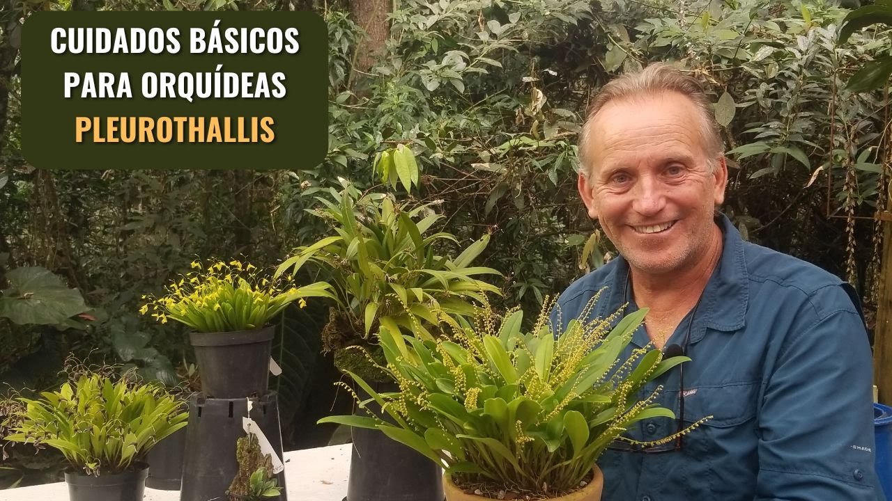 Cuidados básicos para orquídeas Pleurothallis