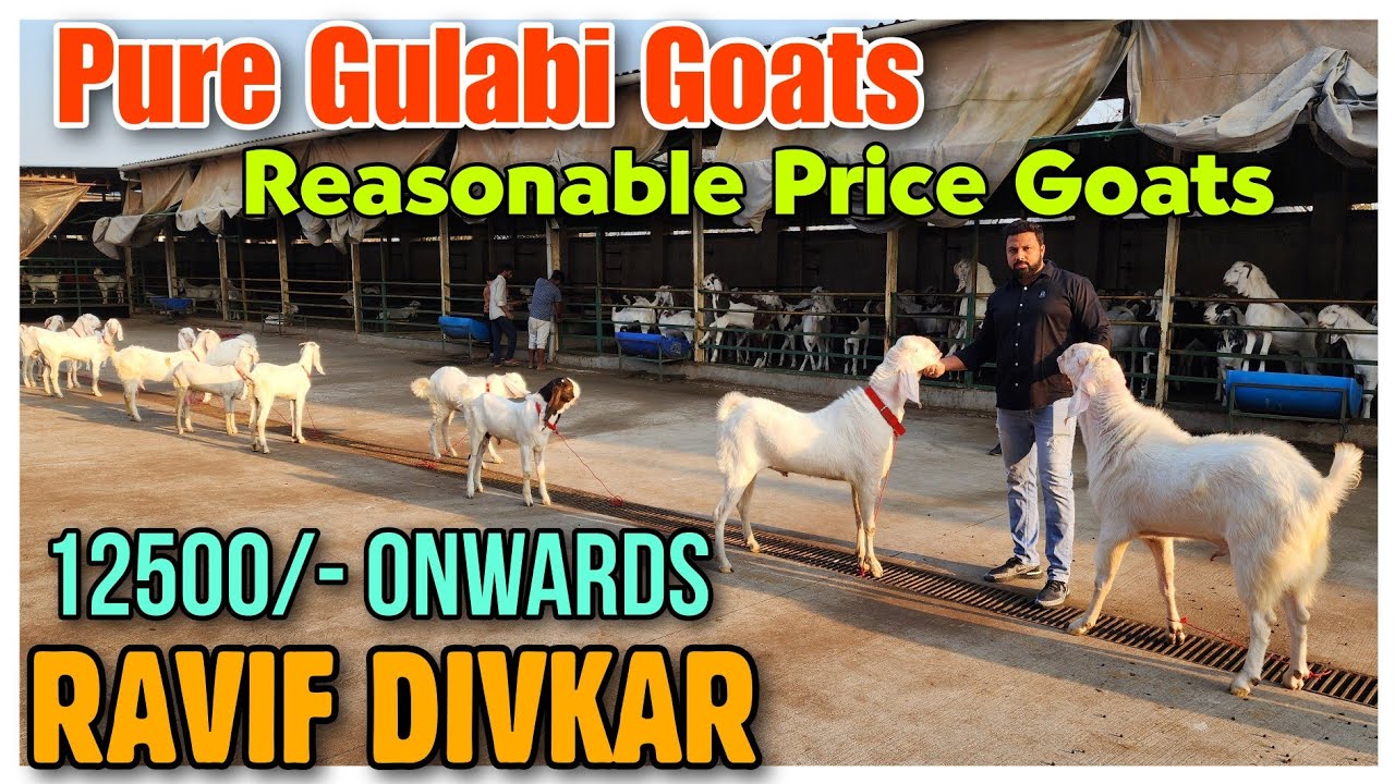 12500/- Patira Female Goat Kid's RAVIF DIVKAR | Gulabi Bakra Bakri In Padhga |@Rizwankranti