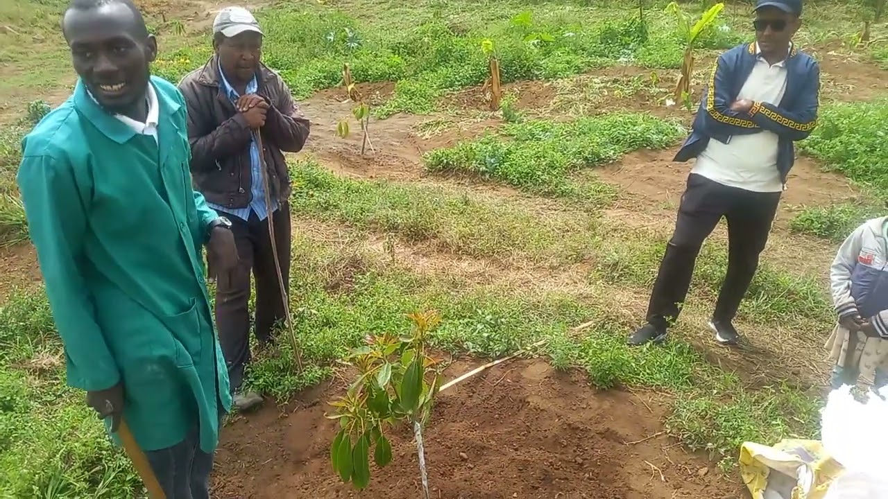 Manure Application on Avocado 🥑 trees less than 3months
