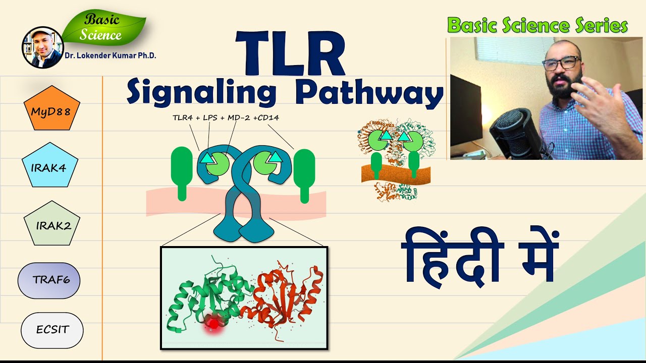 Toll-like receptor Signaling Pathway क्या है? | Detailed Presentation | Basic Science Series Hindi