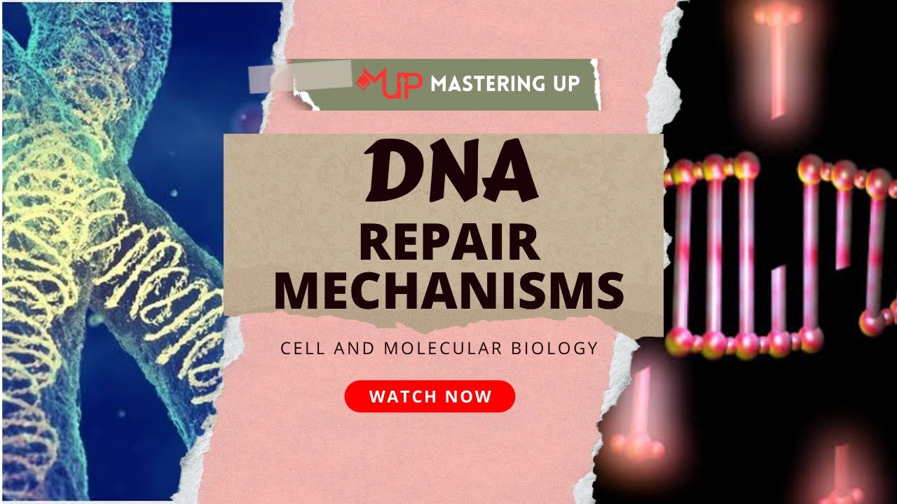 DNA Repair Mechanisms & Their Significance | #42