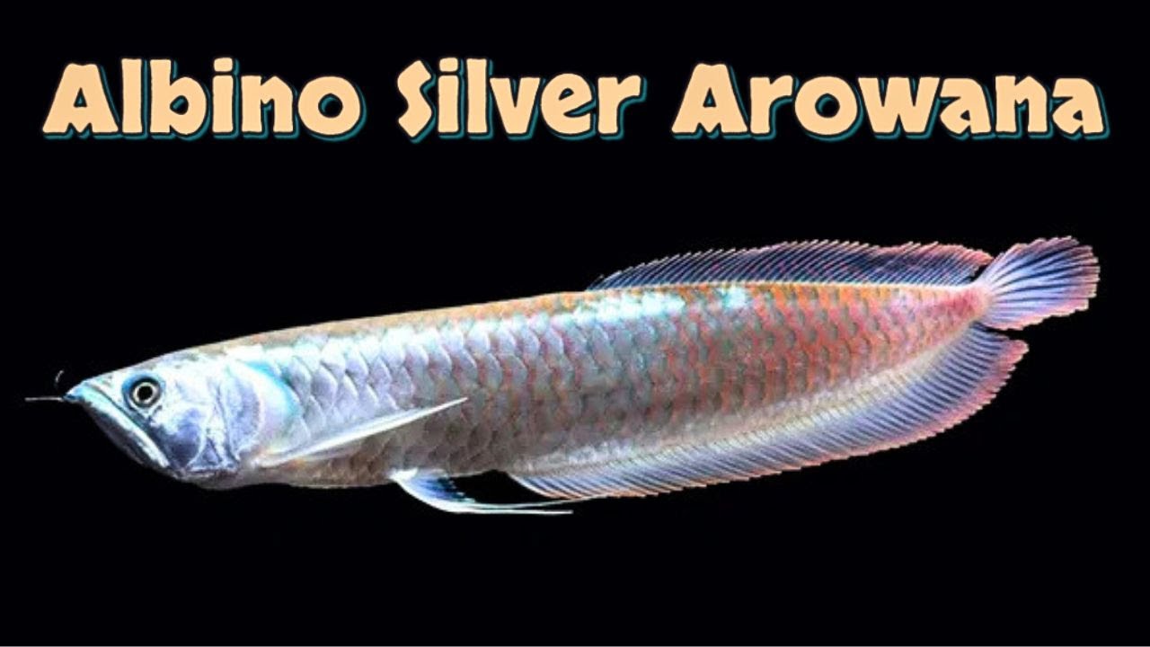 Albino Arowana – Beauty, Rarity & Care Guide! Osteoglossum bicirrhosum