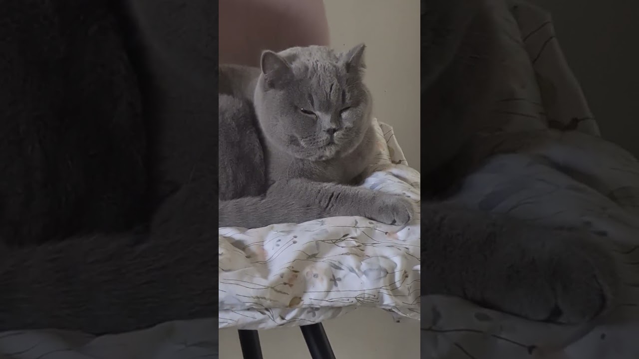 На Бампи любовь нашла😀😃😄😁😆😅🤣😂🙃
