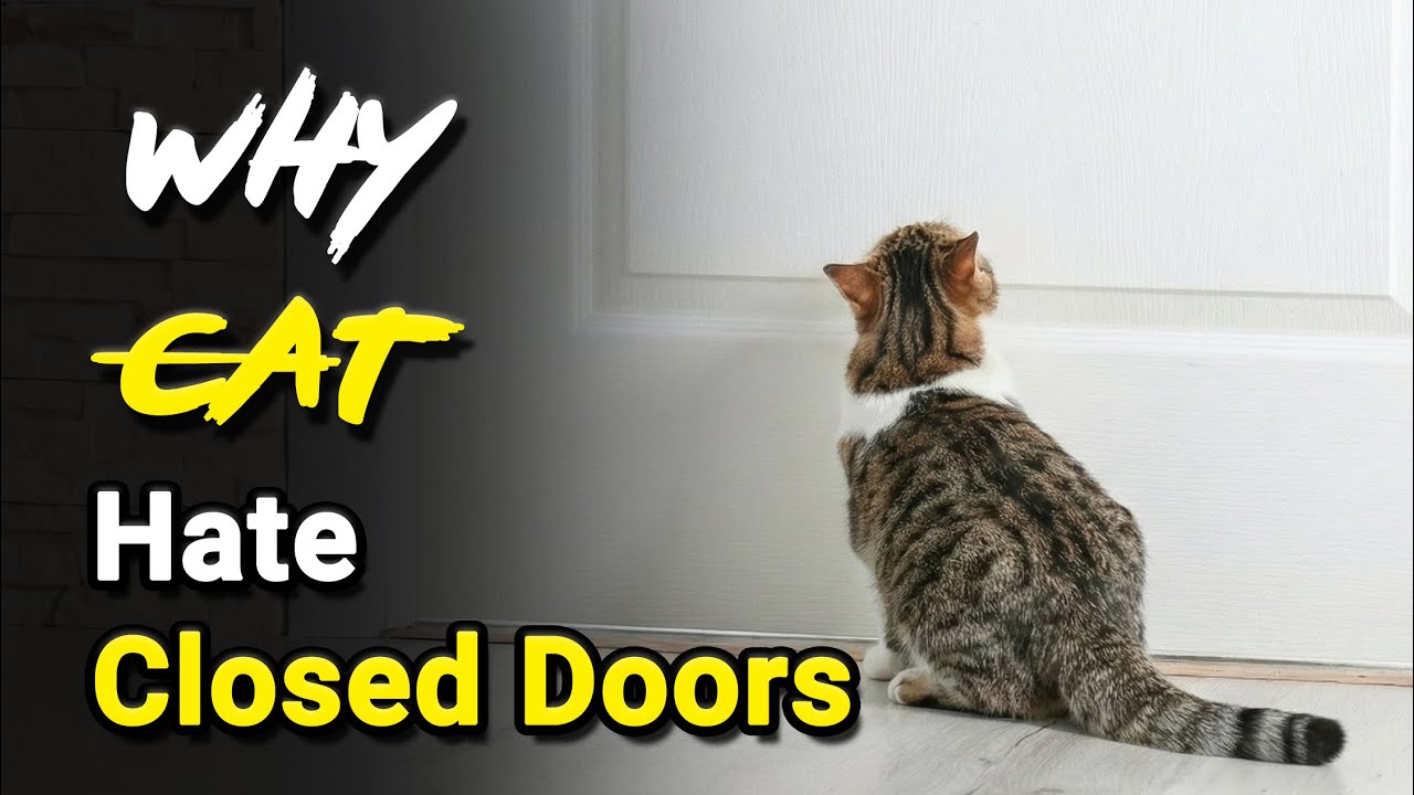 Why Cats Hate Closed Doors 🚪🐱 | Ep 32