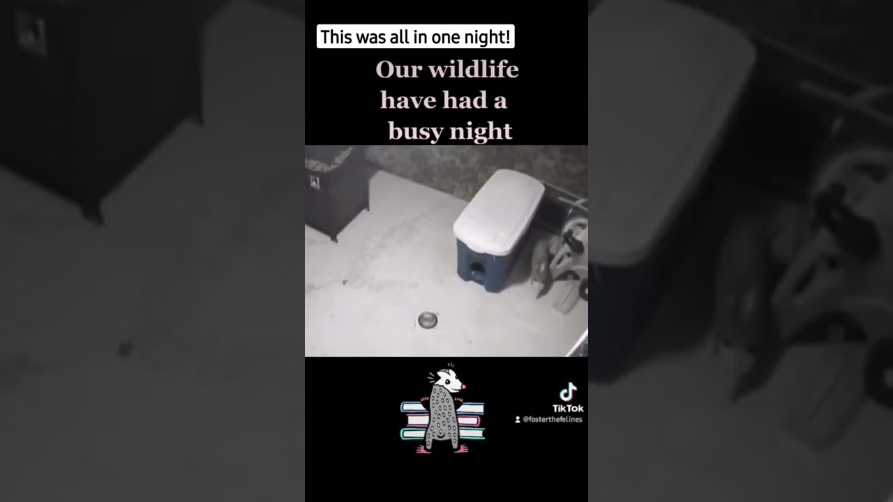 Feeding Wildlife #cat #possum #shorts #wildlife