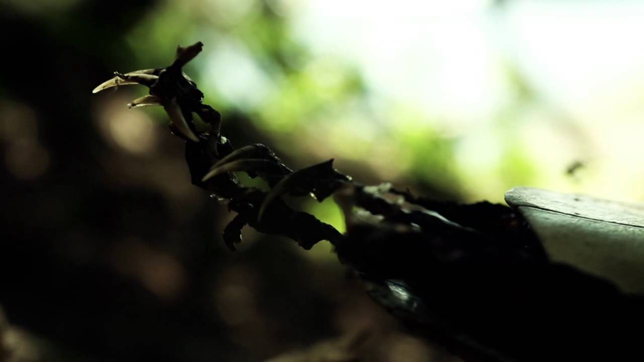 THE CARCASS