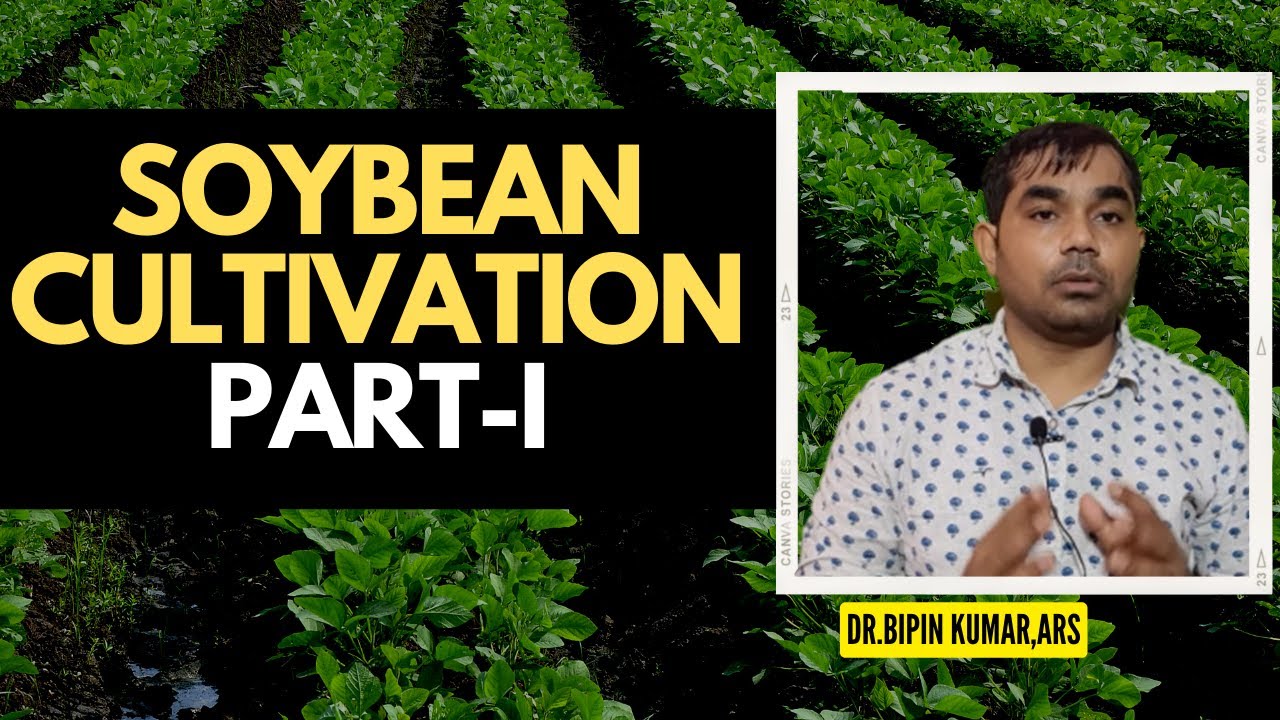 Soybean cultivation