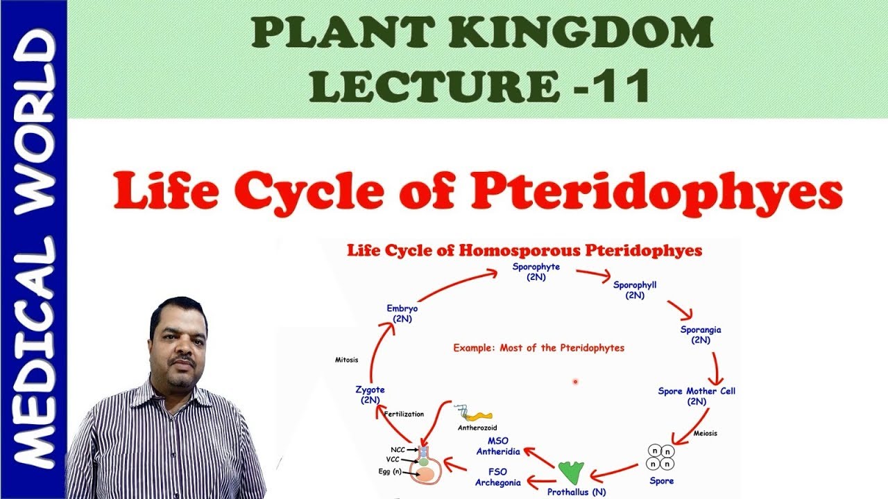 LIFE CYCEL OF PTERIDOPHYTES | PLANT KINGDOM | LECTURE 11