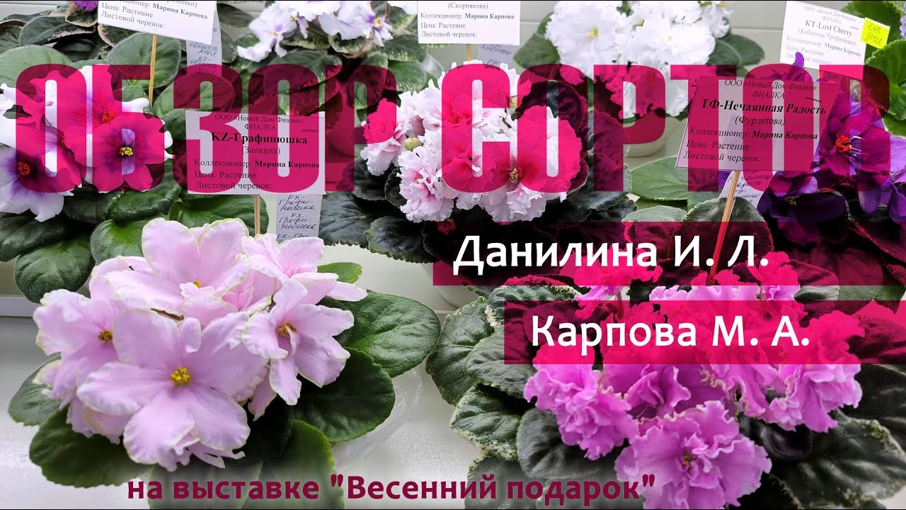 Обзор стандартных сортов из коллекций Карповой М.А. и Данилиной И.Л. с комментариями