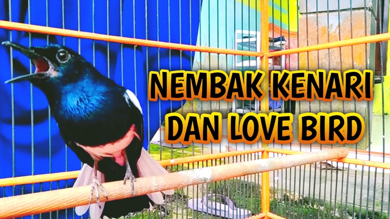 KACER GACOR NEMBAK BIKIN EMOSI KACER LAIN !! PANCINGAN KACER GACOR PASTI NYAUT AMPUH.