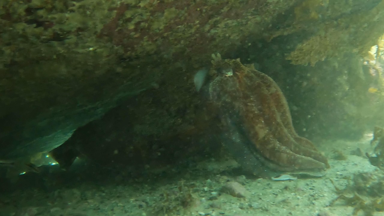 Big Cuttlefish