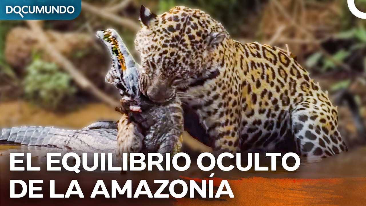 ¿Puede un Guepardo Vencer a un Cocodrilo?  | documental sobre guepardos