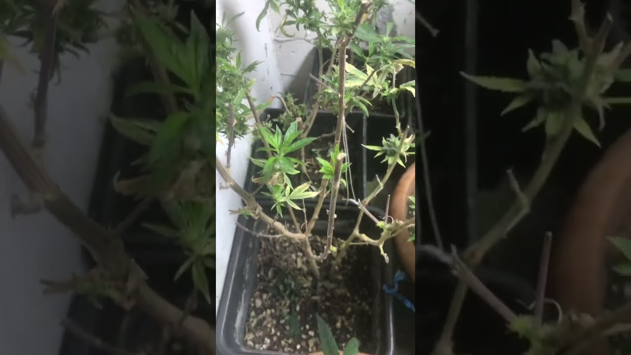 DIY Cannabis #Reveg update