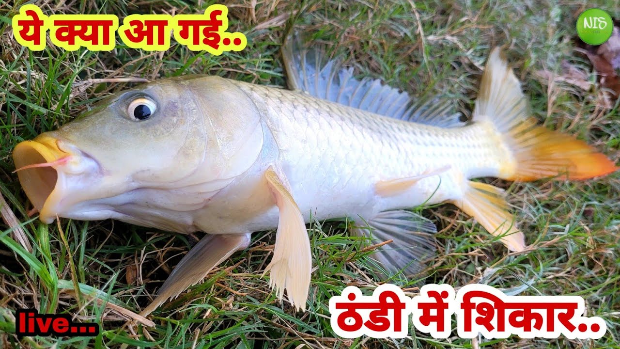 ठंडी के मौसम में रोहू, ग्रास और कामन कार्प मछली के शिकार का चारा | Rohu Machhali Ka Chara Aur Shikar