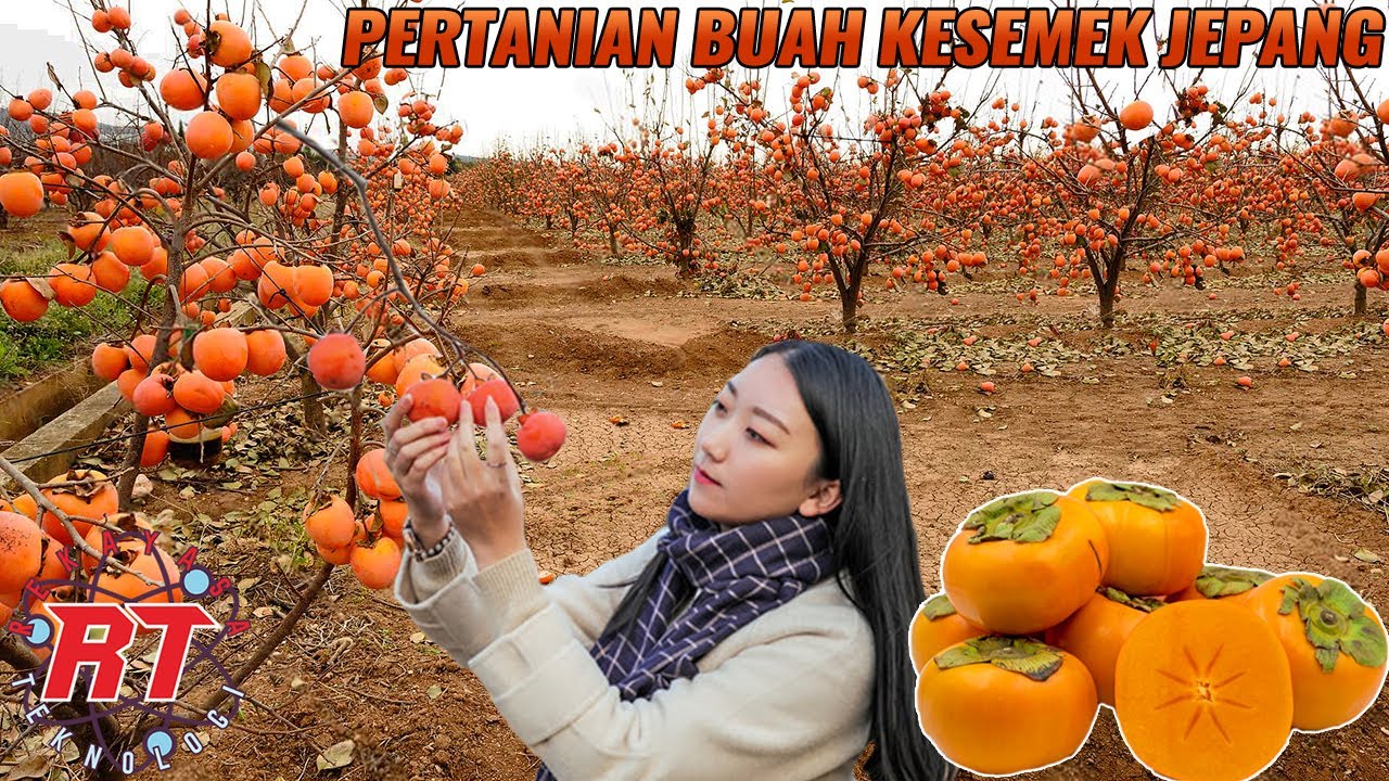 Proses Pertanian Menarik Buah Kesemek di Jepang