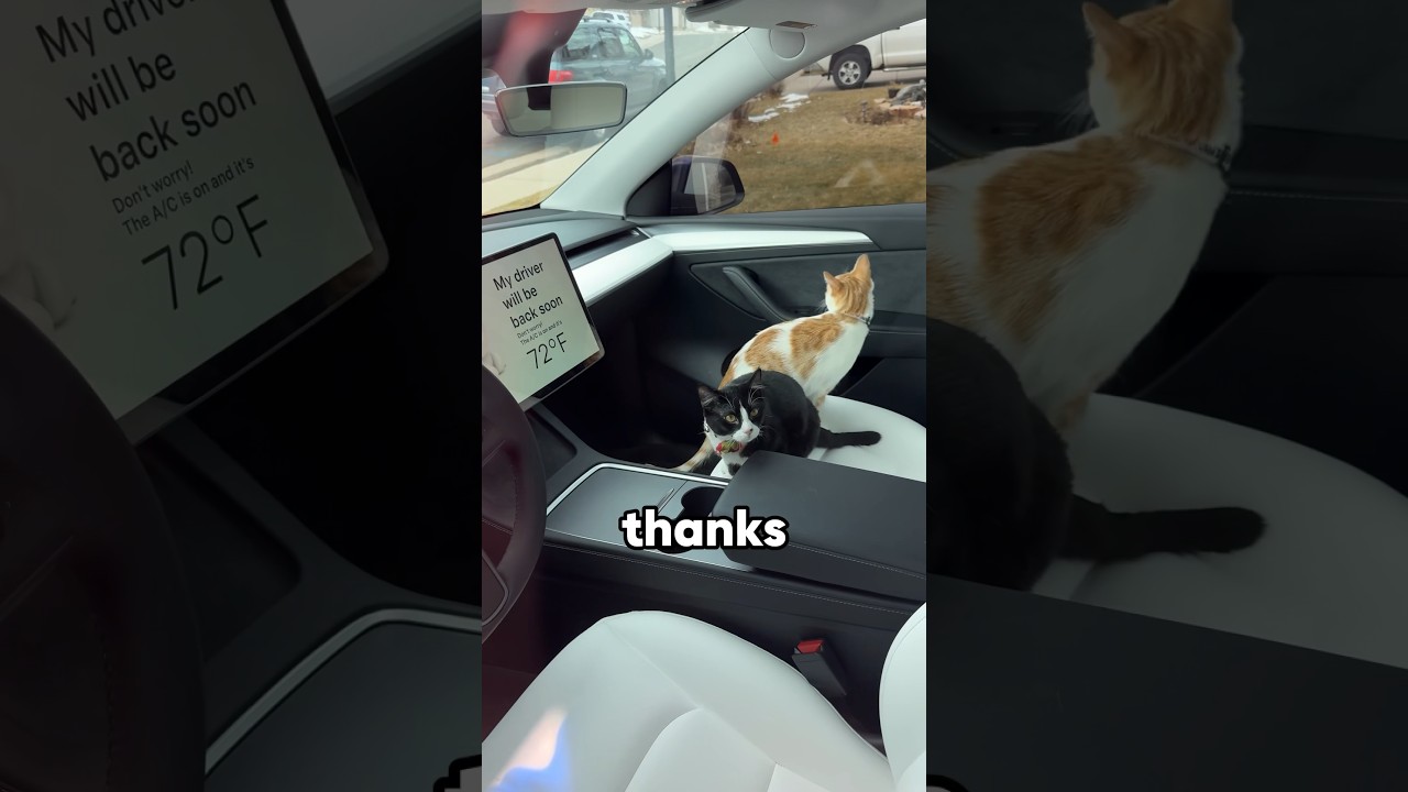 Dog Mode Is the BEST Tesla Feature Available 🐶🐱