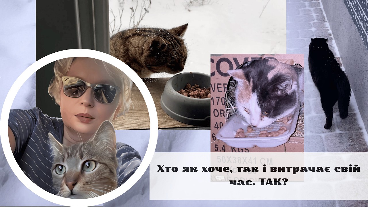 Хто як хоче, так і витрачає свій час Так? #вуличнікоти, #безпритульнітварини, #straycat,
