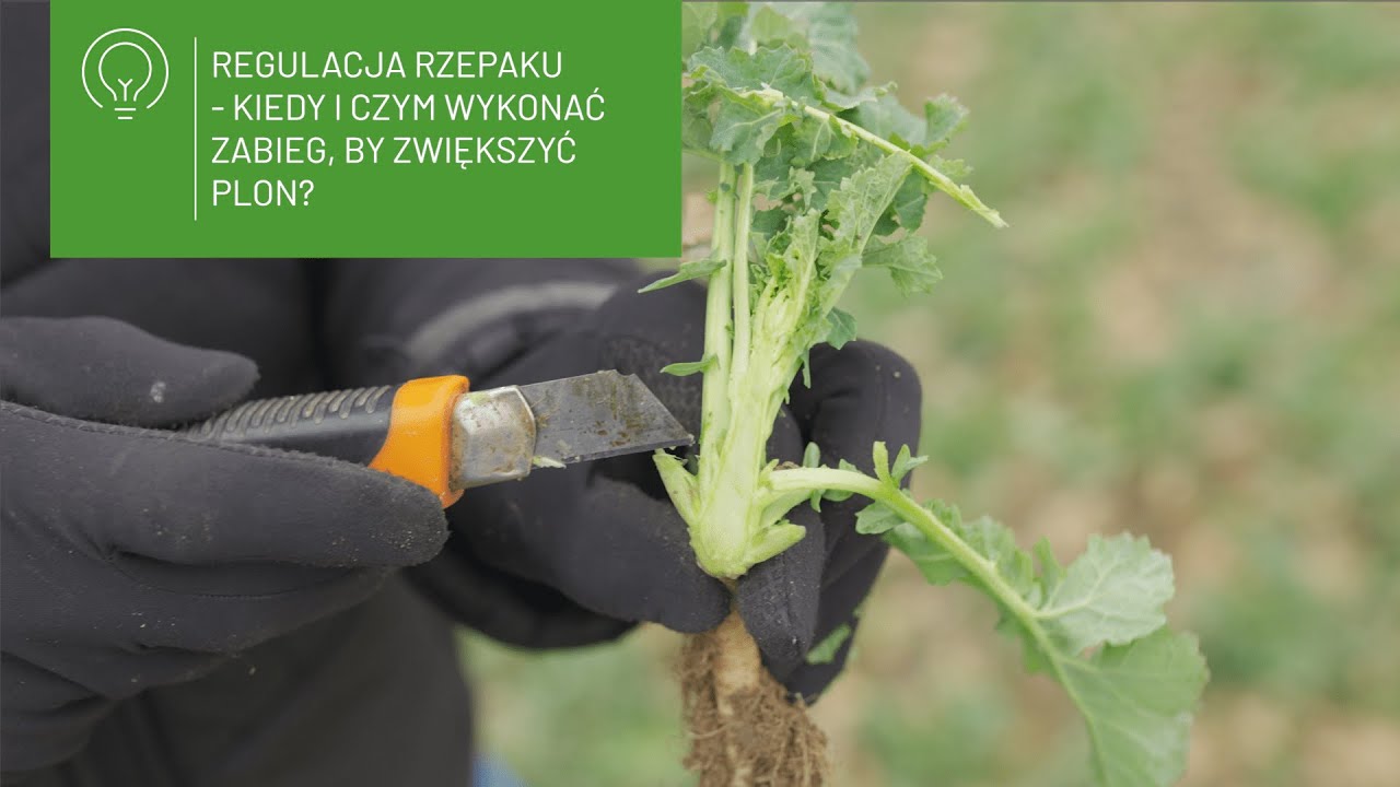 🌱 Regulacja rzepaku – kiedy i czym wykonać zabieg, by zwiększyć plon? 🌱