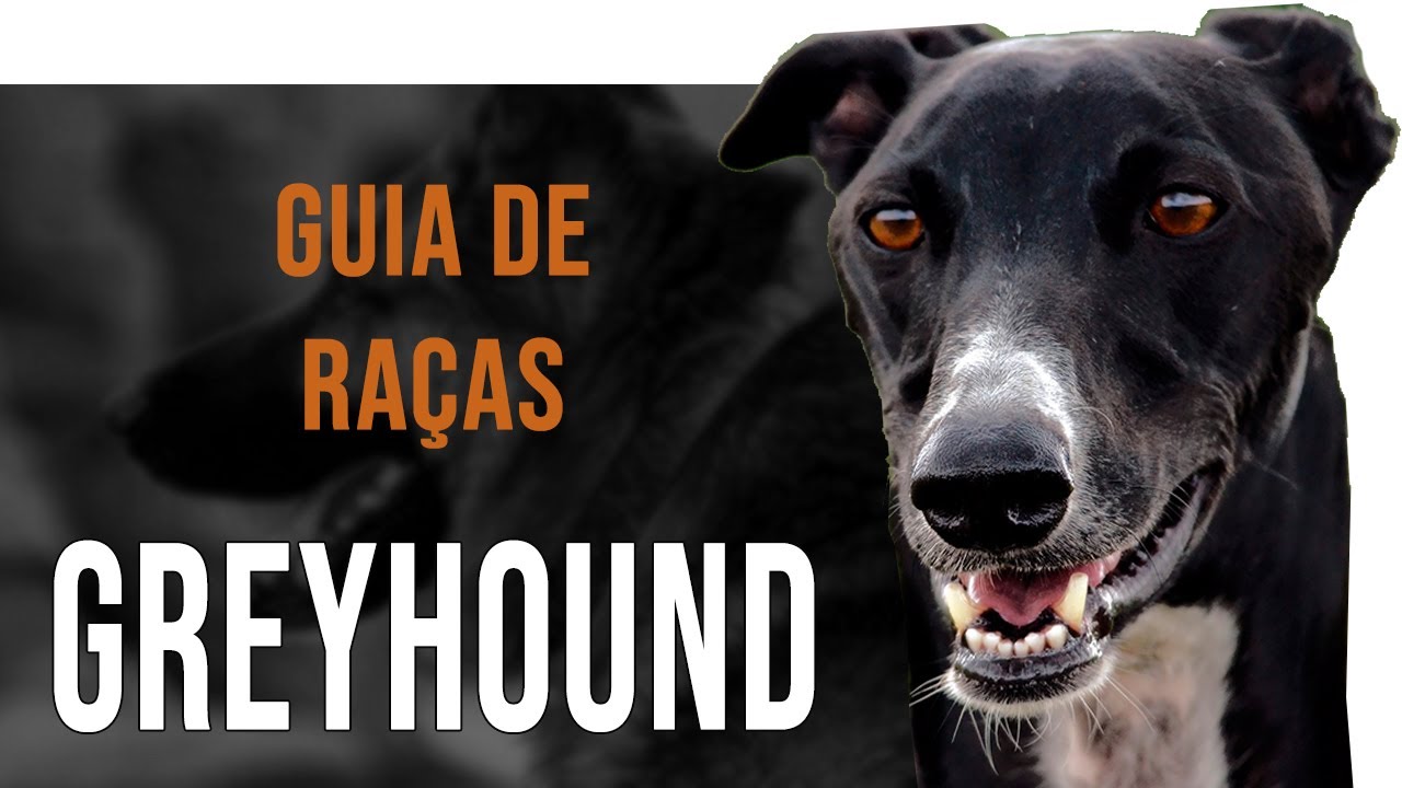 GREYHOUND / GALGO INGLÊS - Tudo sobre a raça