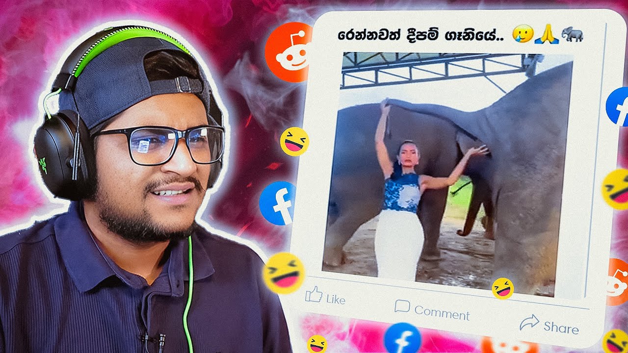 වල් අලි කෝප වෙන වැඩ මෙව්වා !! | The kota