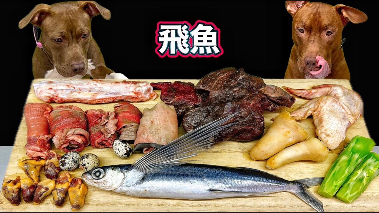 神咀嚼音!!豪快に爆食いするピットブルのASMRがヤバすぎる