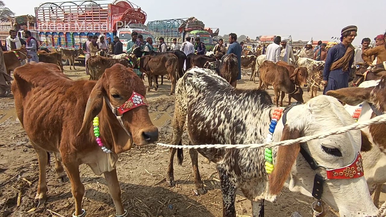 Cholistani Sahiwal Bachrian/Latest Price Update/Luddan Mandi/Dairy Farming/Luddan Mandi.PK
