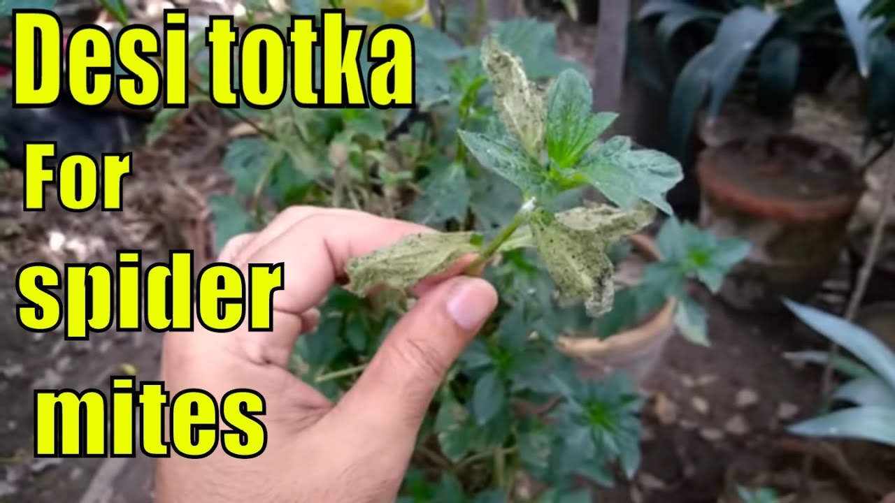 Desi Treatment of Spider Mites !!!