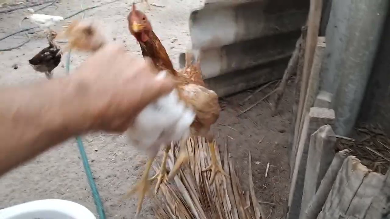 PINTINHO QUASE MORRE PENDURADO #vidanaroça #roça #natureza 