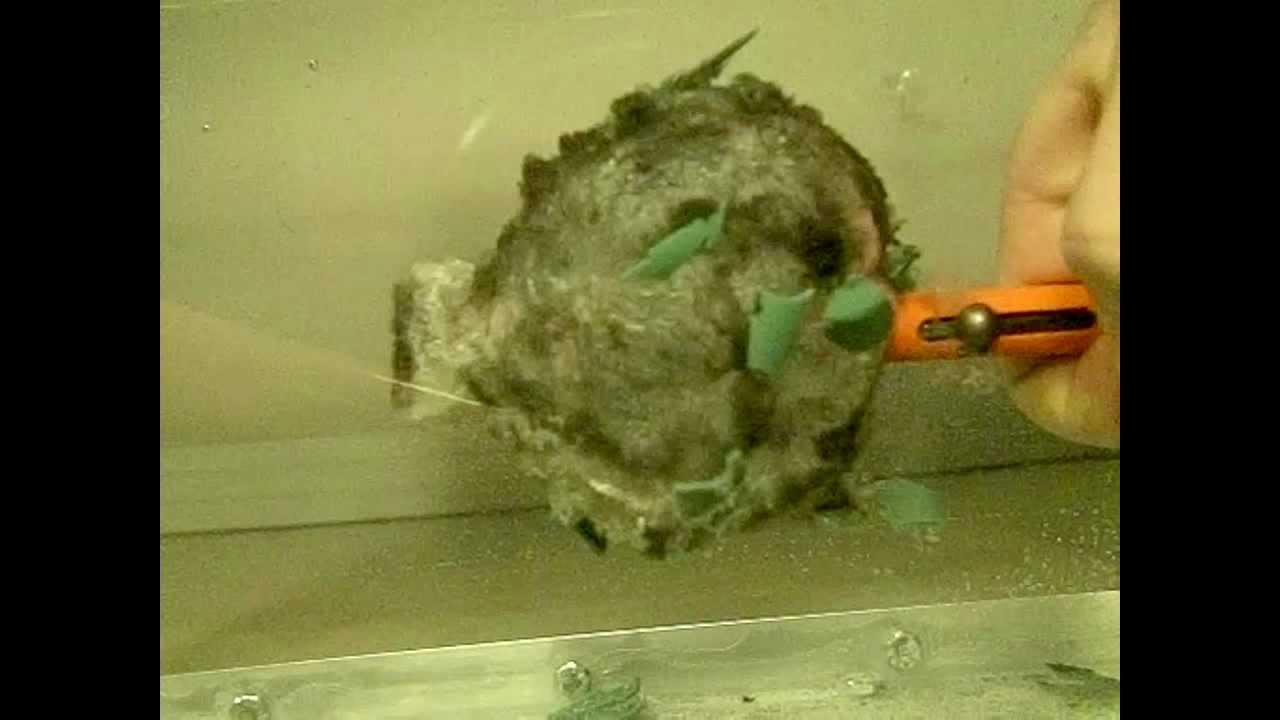 Shotgun primers detonating underwater, super slow motion study