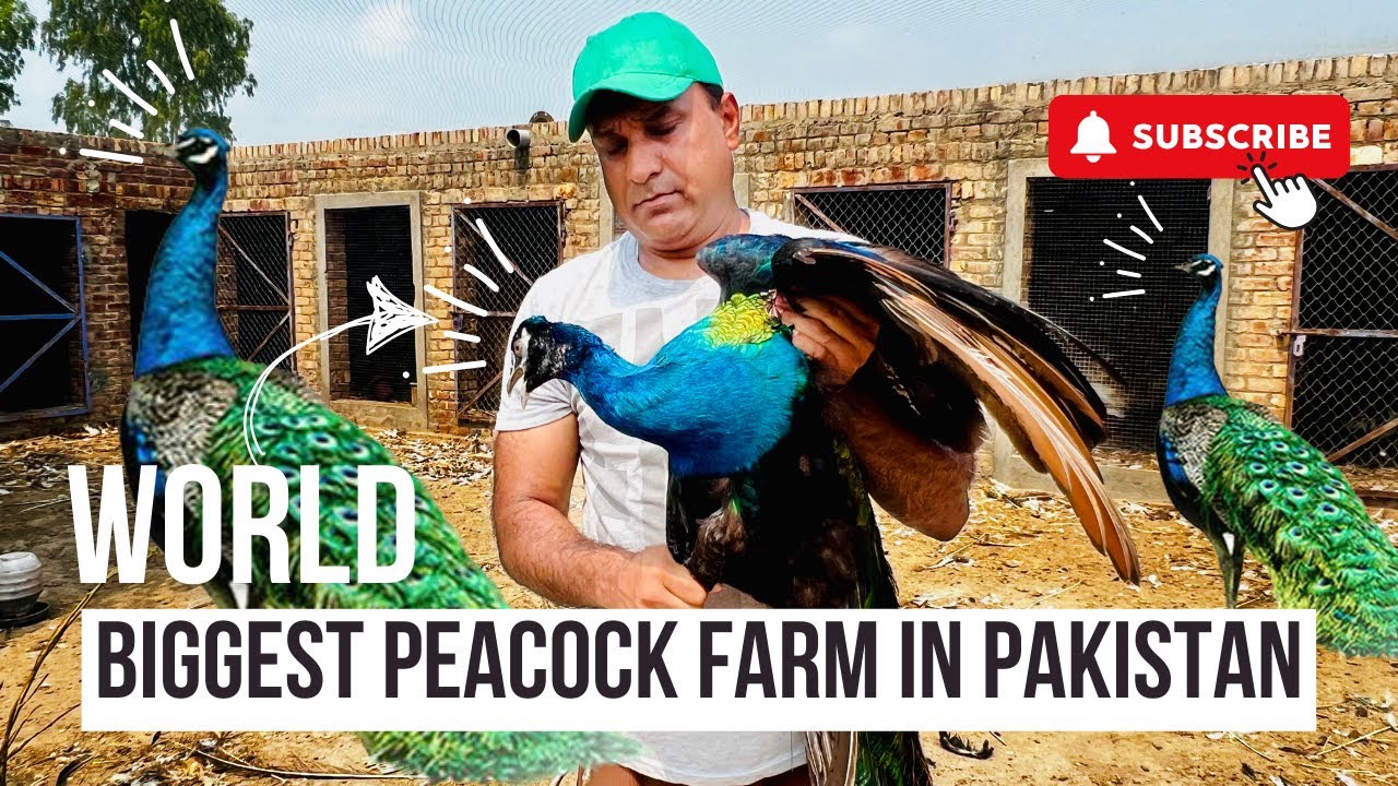 Peacock price in Pakistan | Peacock chicks price in Pakistan