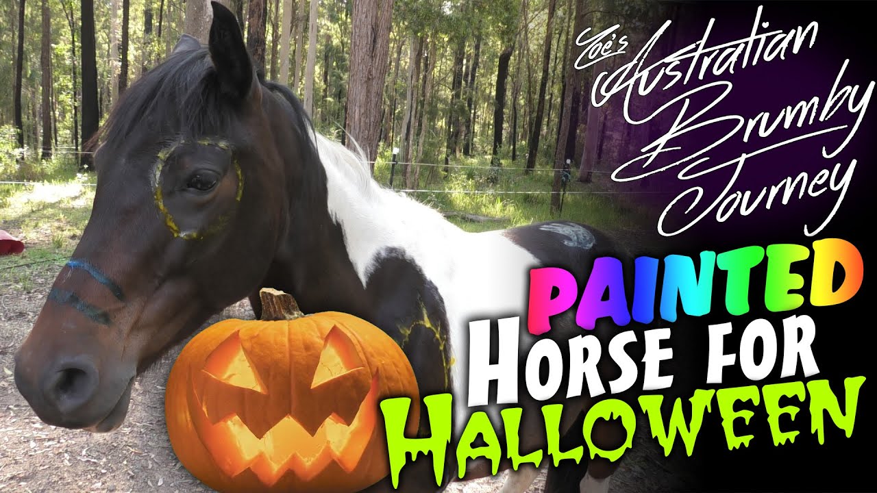 I Painted My Horse For Halloween! 🐴Australian Horse Training