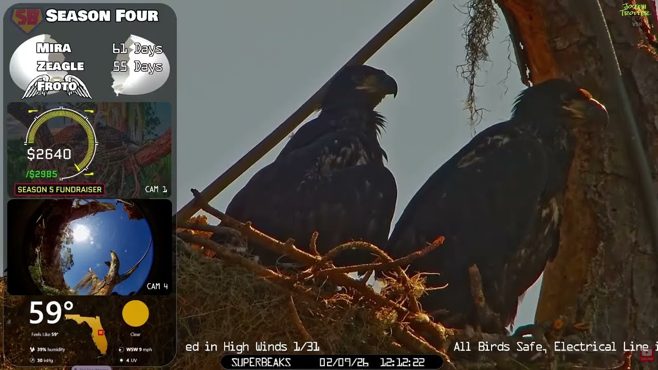 🦅Yesterday at SuperBeaks | Feb 9, 2026 -Self feeding tug-o-war & lots of wingers from Mira & Zeagle💕