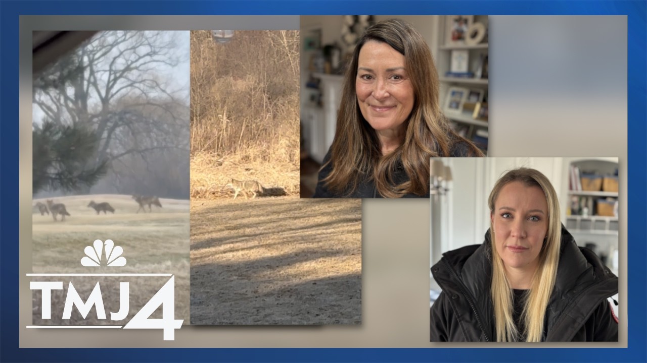 Neighbors in one Wisconsin city report daily coyote pack sightings in their backyards
