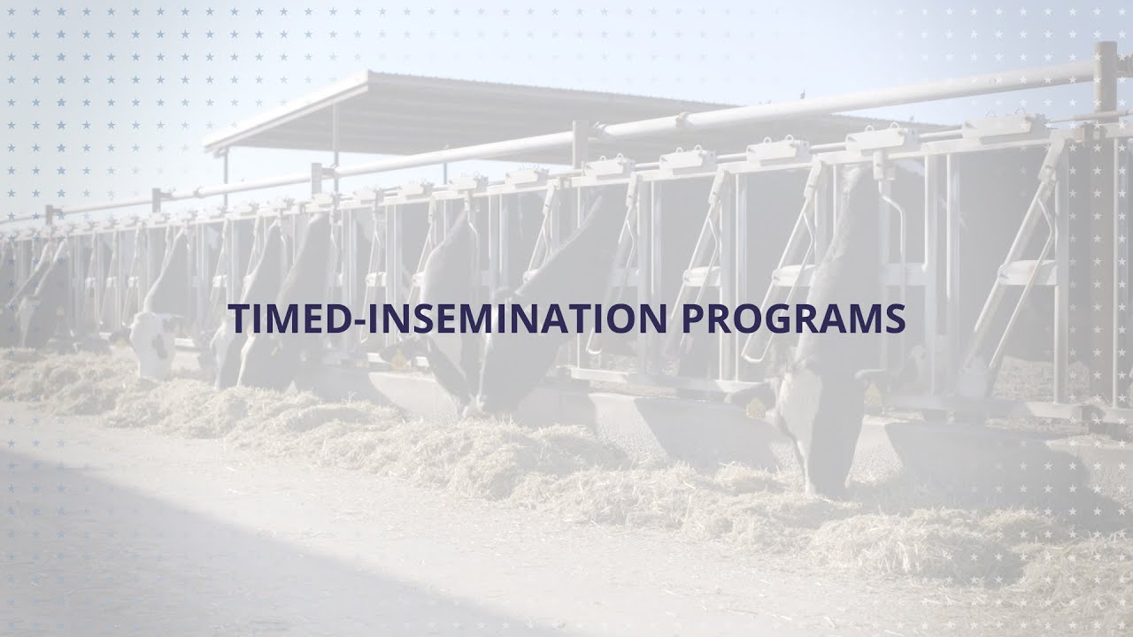 USLGE | Beef and Dairy | Timed Insemination Programs in Dairy Cattle (English)