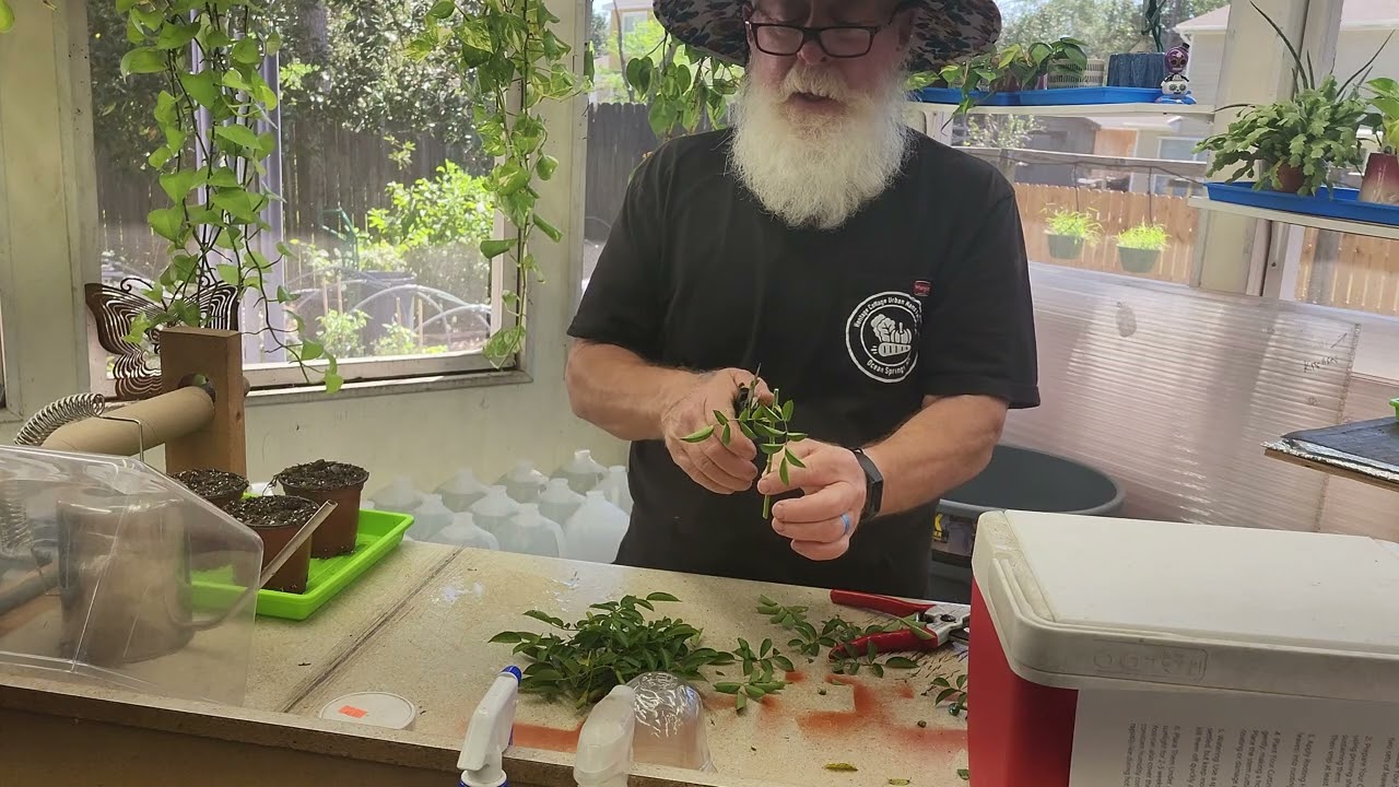 241008 Peggy Martin Rose Propagation
