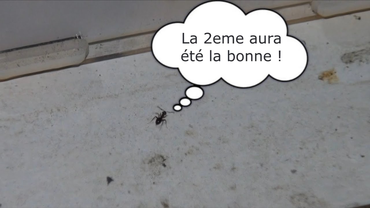 Lasius emarginatus #20 : La double évasion !