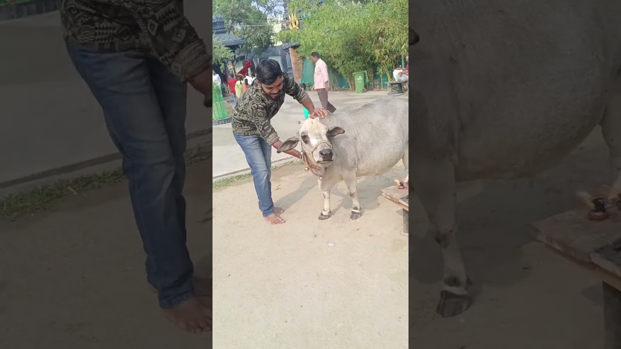 Do you know about this Punganur cattle in Ardha Nareeswara Temple kondapur 