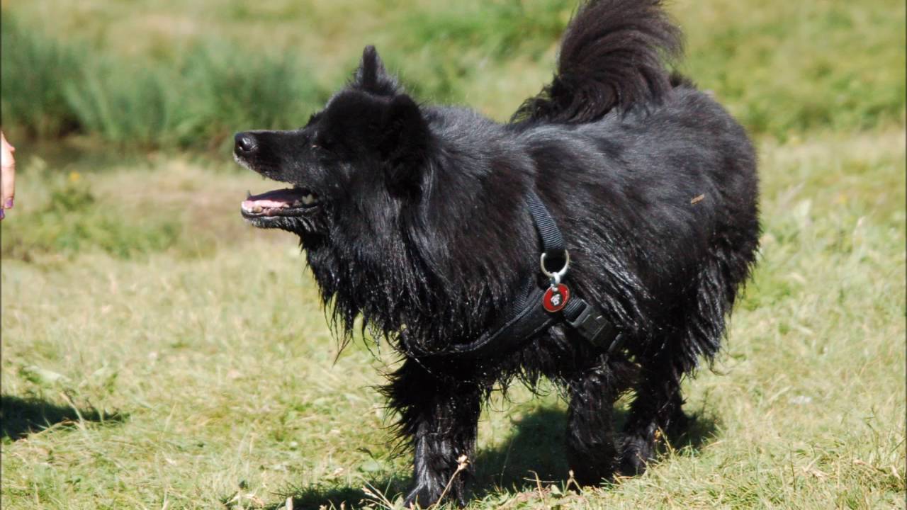 artik svensk lapphund