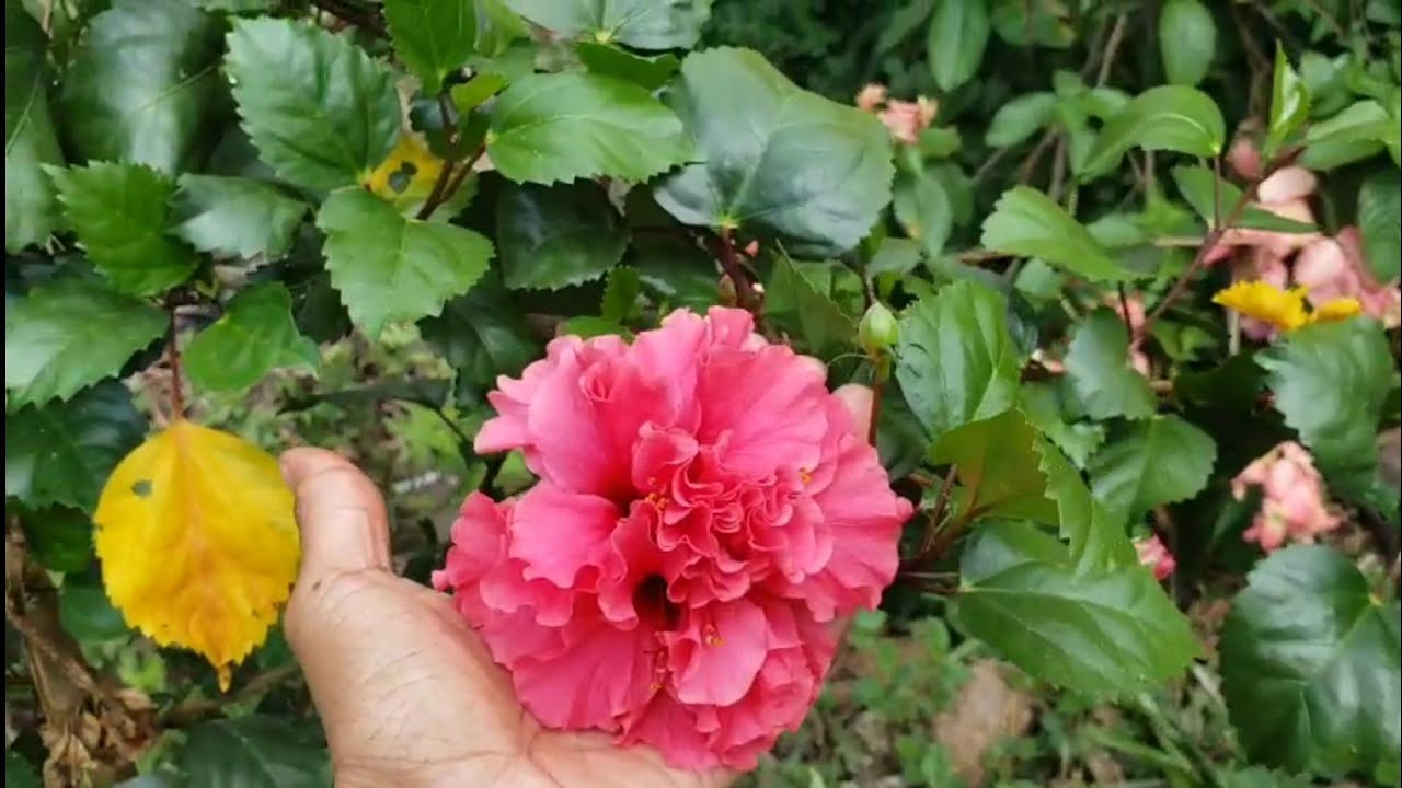 MUITAS FLORES AQUI NO MEU JARDIM