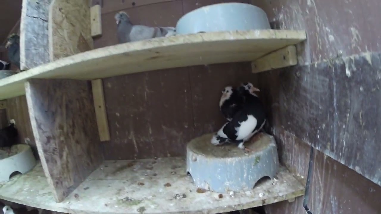 Update. Young birds and loft Avery!