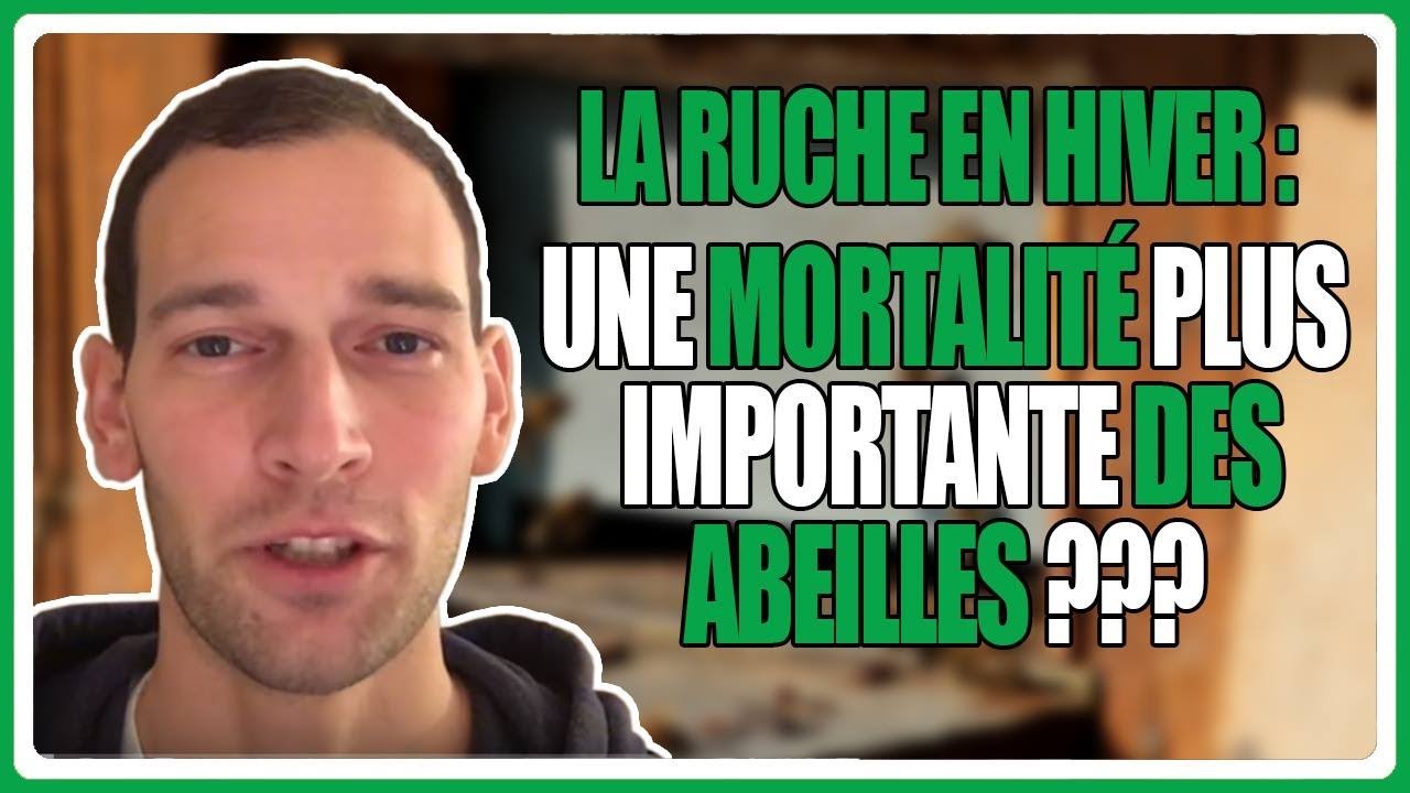 La ruche en hiver : une mortalité plus importante des abeilles ???