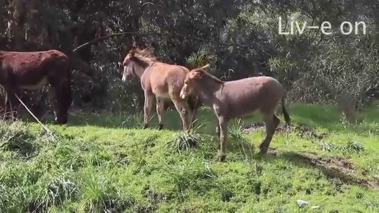 Cyprus, Nicosia, Skouriotissa, Animals & Plants, Donkeys