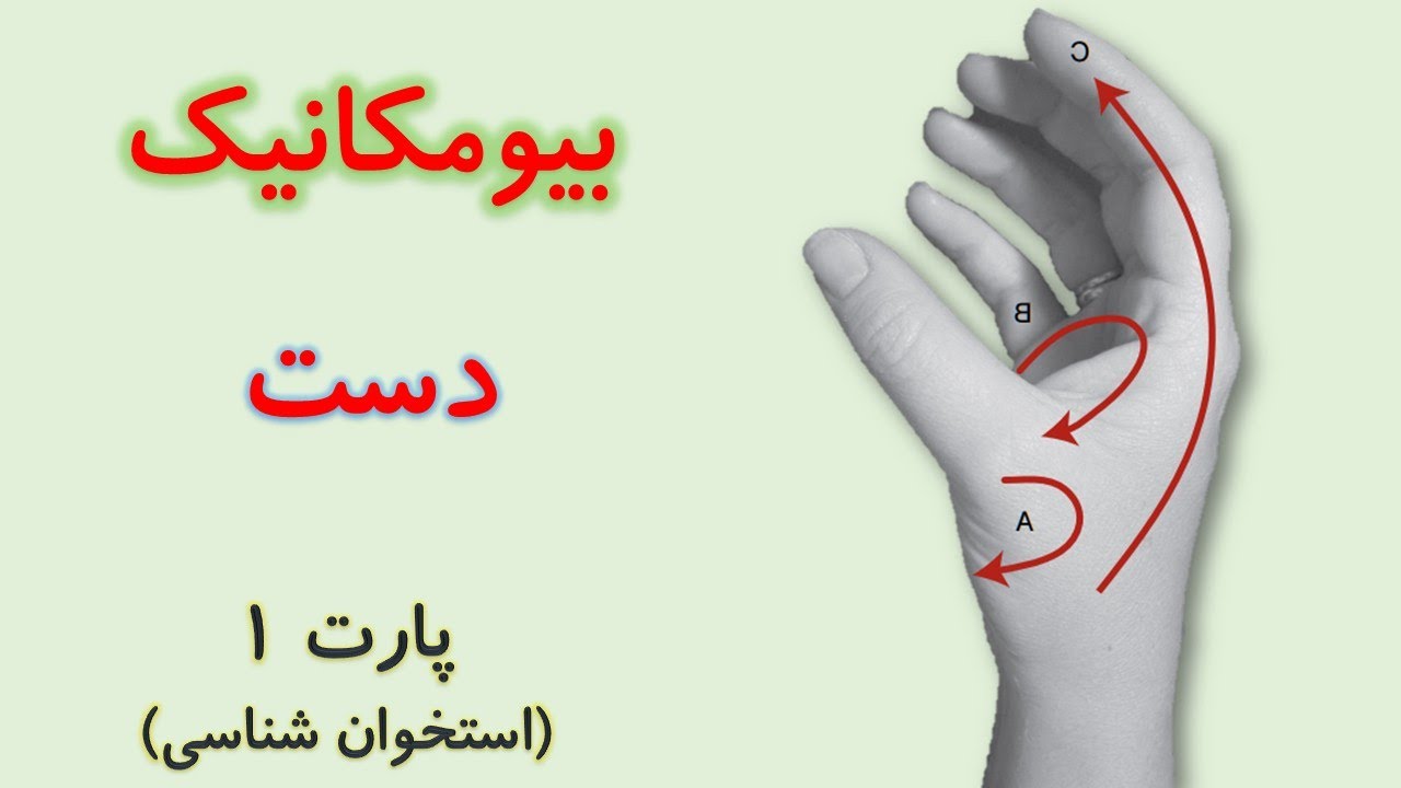 استخوان شناسی دست (بیومکانیک دست) از کینزیولوژی نیومن
