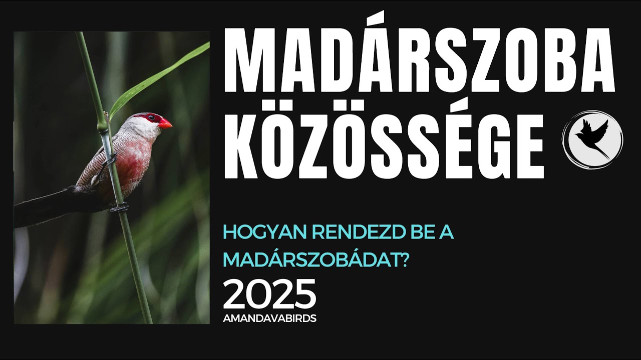 Madárszoba? Hogyan?