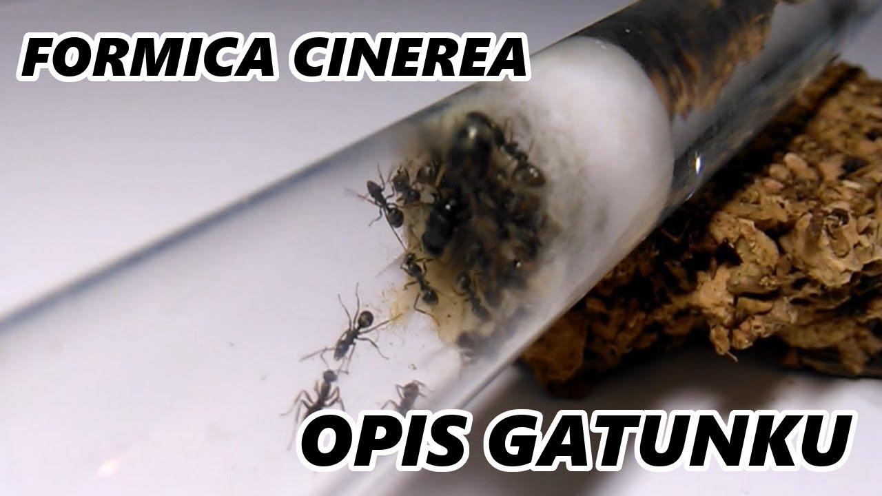 Formica Cinerea|Opis gatunku [pierwomr&oacute;wka żwirowa]