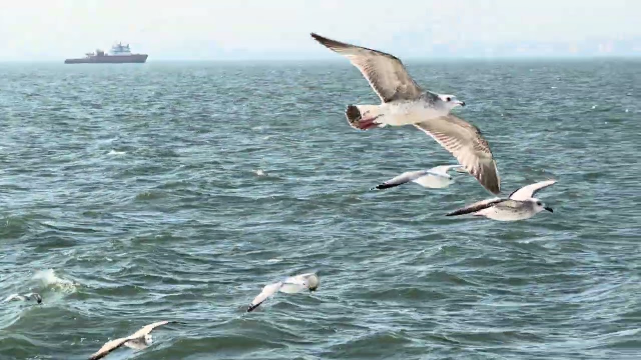 Watch seagulls fly freely
